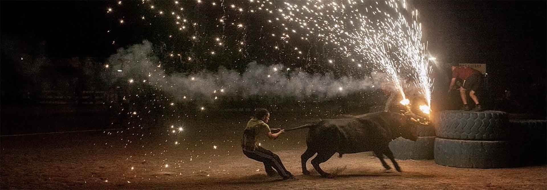 A bull with fireworks on his horns in a festivity in Spain