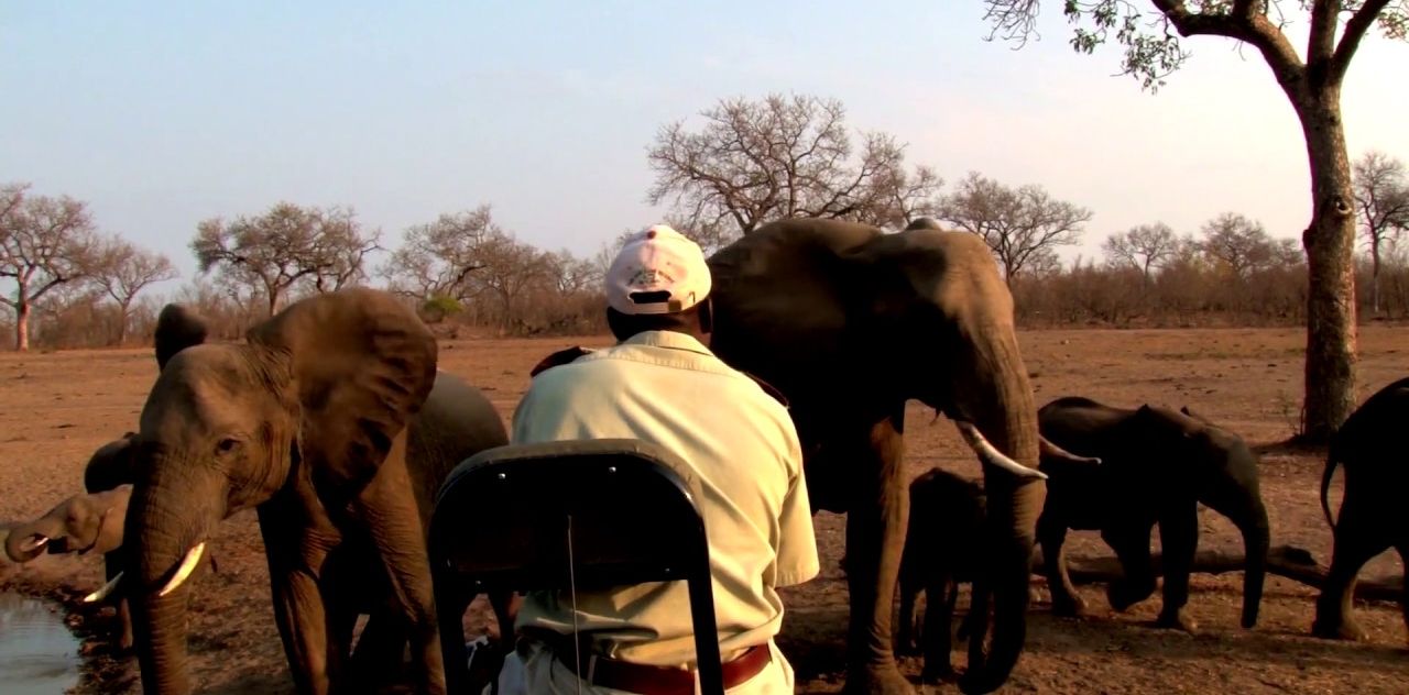 A caretaker and a group of elephants in Africa