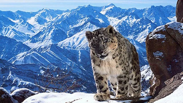 A leopard in snowy mountains