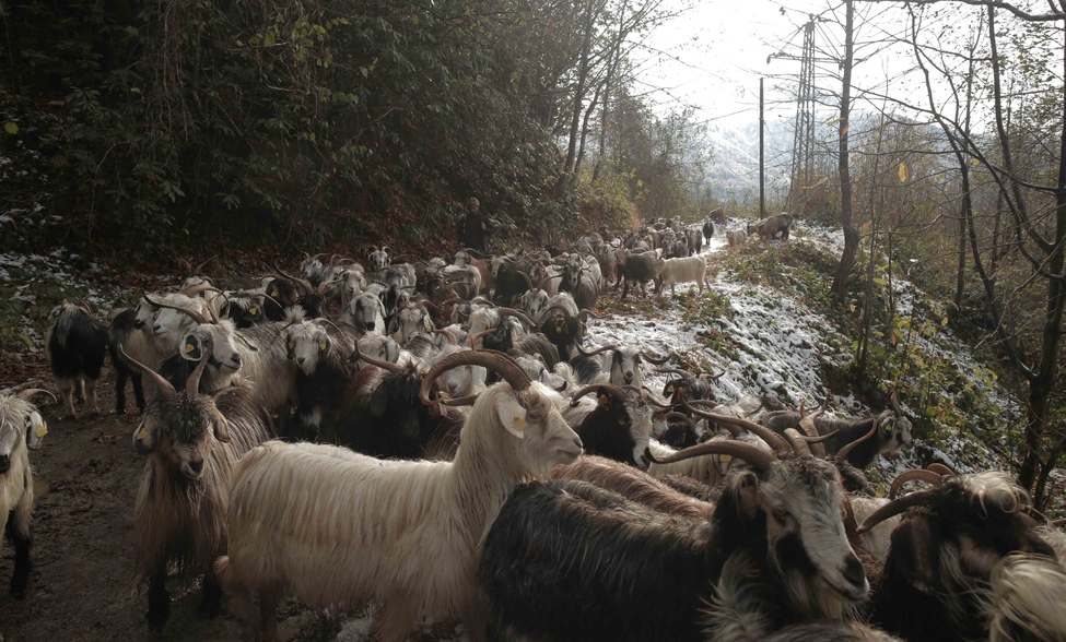 A large group of goats in a forest