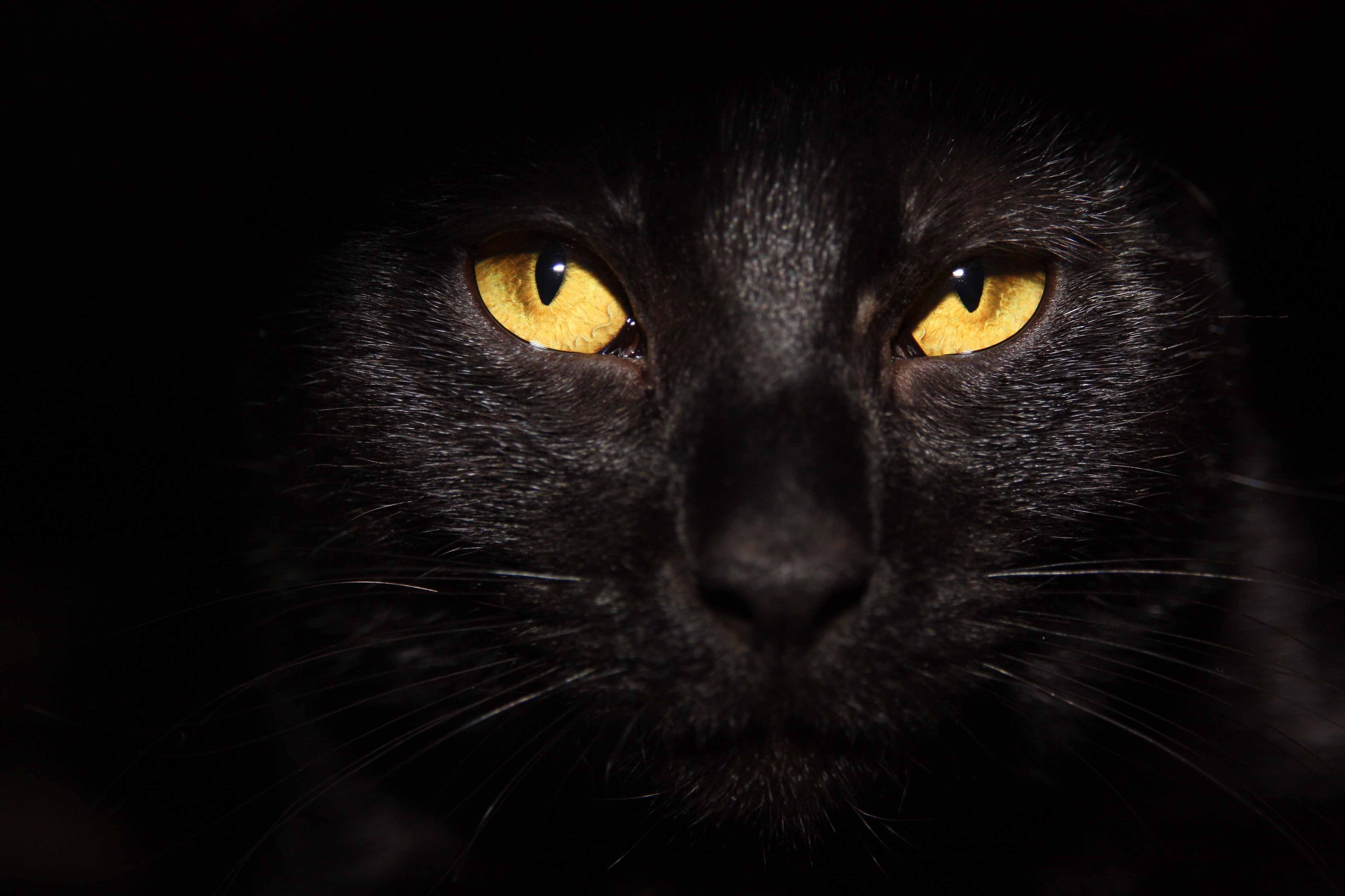 A black cat with yellow eyes 