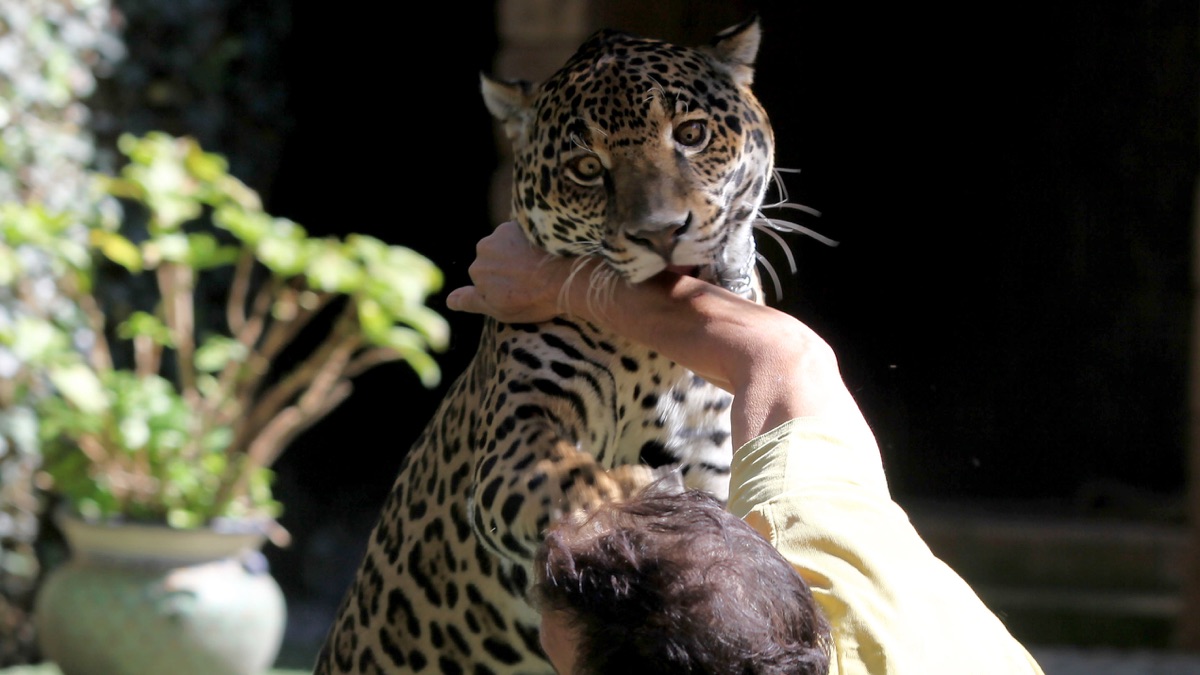 a man playing with a jaguar