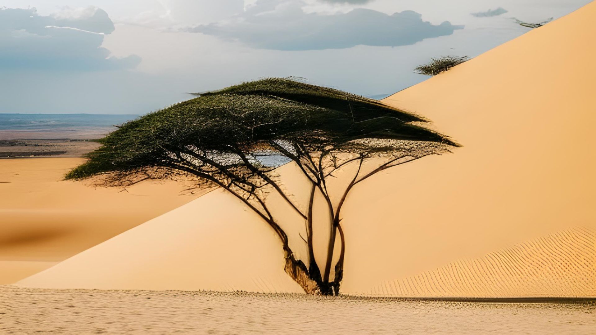 a tree on top of a dune in the desert