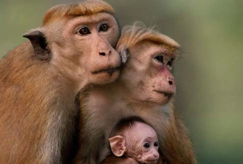 a monkey family 