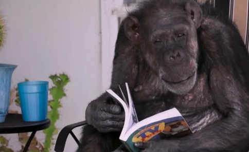 An old chimp reading a book