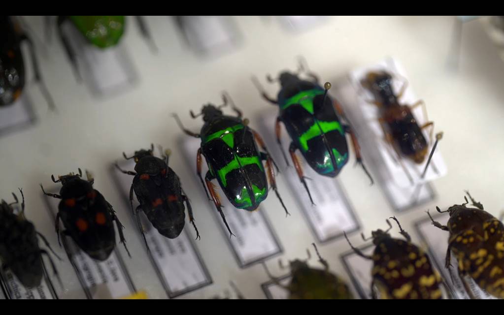 rows of stuffed green, brown, black beetles