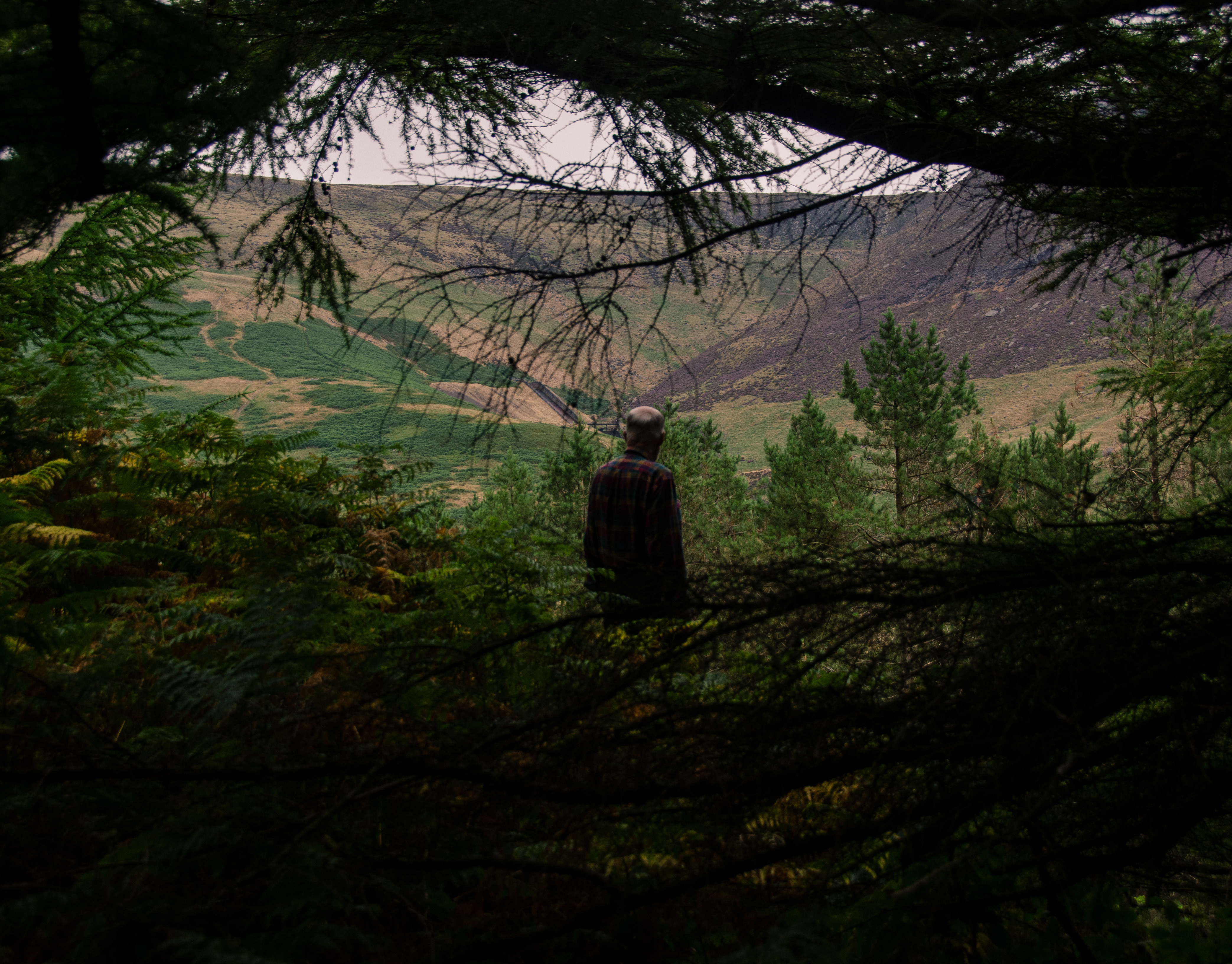 man with his back turned looks at a landscape with many trees