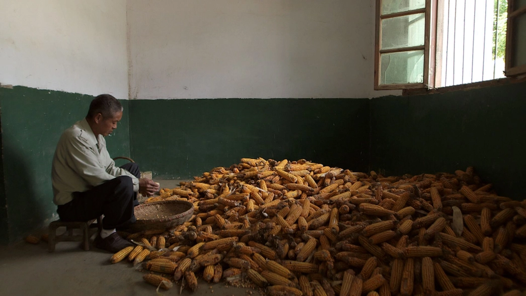 man harvests corn