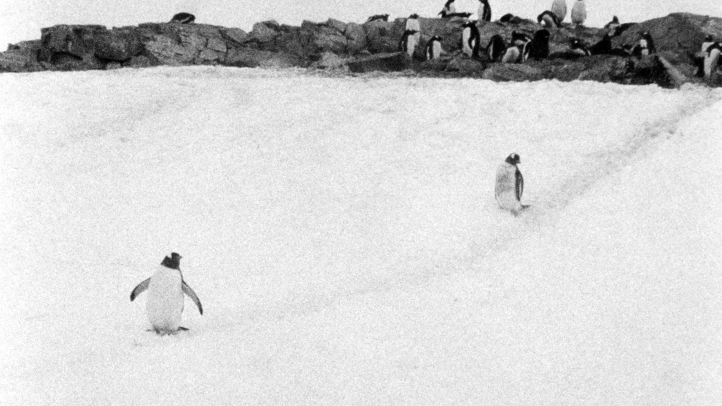 2 penguins in the snow