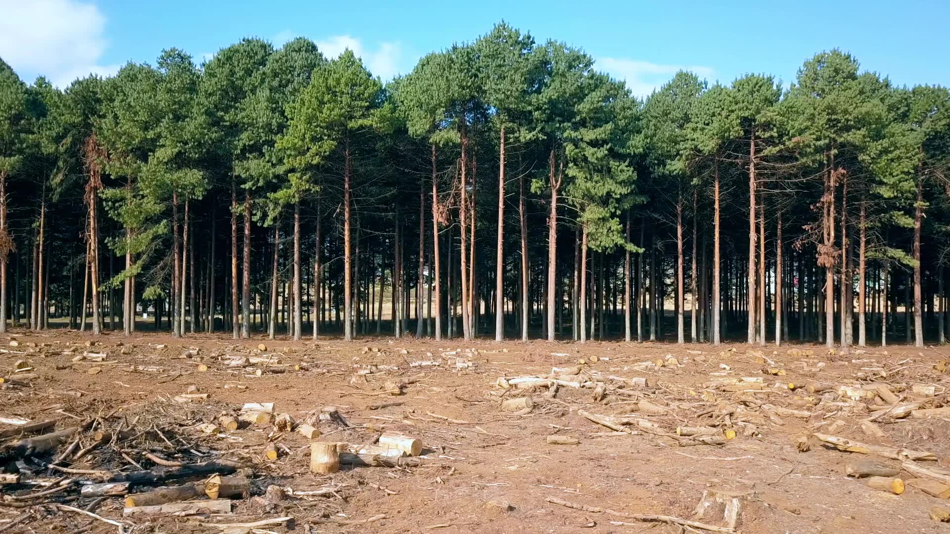 trees and blue sky