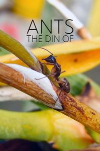 The Din Of Ants
