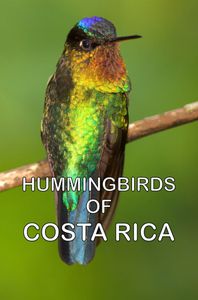 Humming Birds of Costa Rica