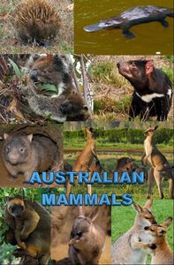 Australian Mammals