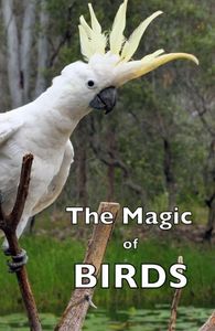 The Magic of Birds