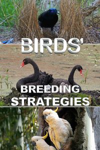 BIRDS' Breeding Strategies