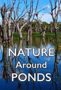 Nature around Ponds