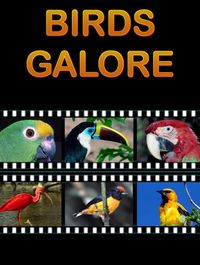 Birds Galore