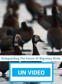 Safeguarding The Future Of Migratory Birds